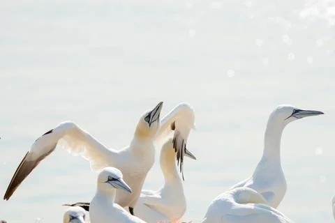 A group of gannets, one standing with spread wings. All birds look to the sam Stock Photos