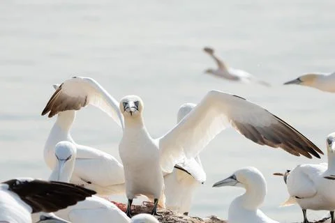 A group of gannets, one standing with spread wings between sitting birds. Out Stock Photos