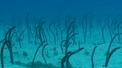 Group of garden eels peeking from sand, Tenerife Видео 330272182