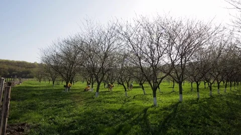 Group of gardener workers blaze lime tree trunks of cherry trees in green garden Stock Footage 89362001