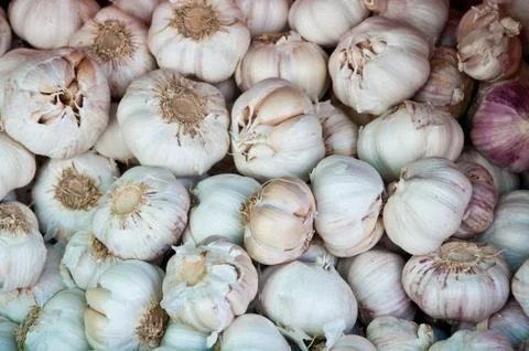 The group of garlic as background Stock Photos