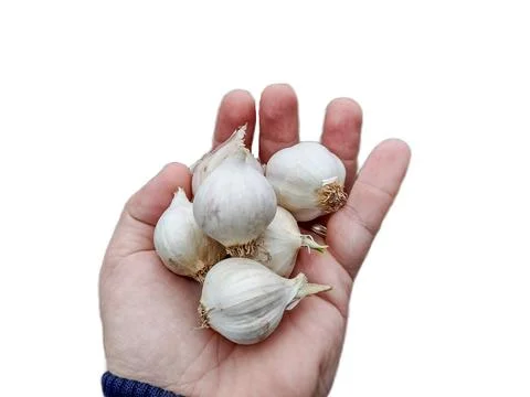 Group of garlic in a hand Photos