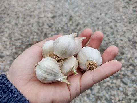 Group of garlic in a hand 写真素材