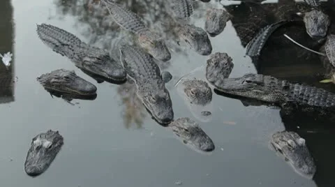 Group of Gators all on top of each other! 動画素材 10594086