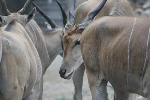 Group of Gazelles Stock Photos