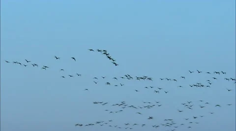 Group of geese, china Stock-Footage 60589740
