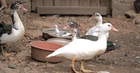 Group of geese eating Stock Footage 297580648