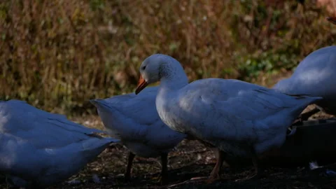 Group of Geese in Farmyard Scene Stock Footage 293070545
