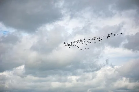 Group of geese flying in a cloudy sky Stock-Fotos
