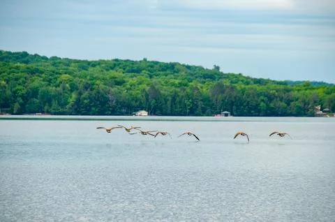 A group of geese flying low over a lake Stock Photos