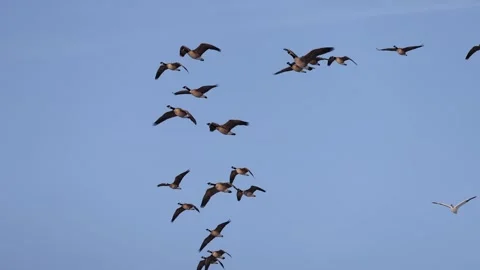 Group of geese flying over field at golden hour Stock Footage 270502977
