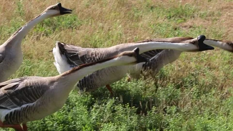 Group of geese Stock Footage 140759942