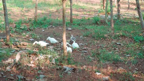 Group of Geese Foraging on Leaf-Covered Woodland Floor,  Cinematic Shot Stock Footage 344153811