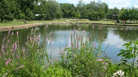 Group of Geese gather in a city park near a pond Stock Footage 112990953