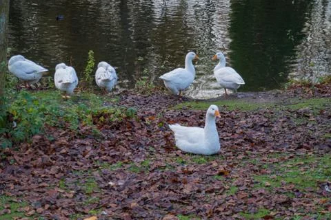 Group of geese before a lake close-up Stock Photos