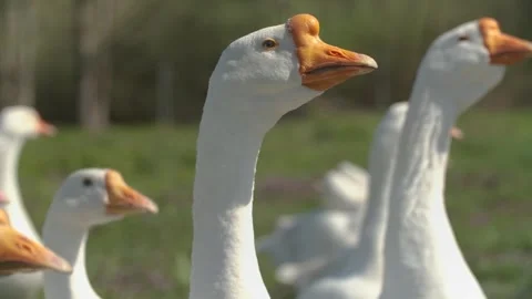 Group of geese on poultry farm. Close up Stock-Footage 240739939