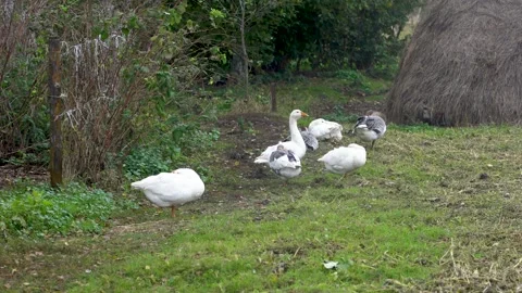 Group of geese resting on green grass near wooden fence and haystack in a rural Stock Footage 339584741