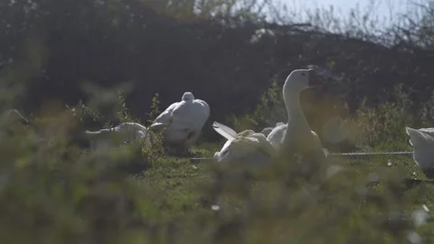 Group of geese resting lying in the grass. Poultry. Low angle shot Video stock 240557587