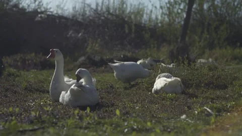 Group of geese resting lying in the grass. Montage. Poultry. Low angle shot Stock Footage 240562413