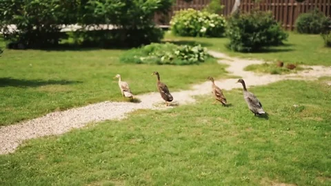 A group of geese running on the grass. Stock Footage 98744889