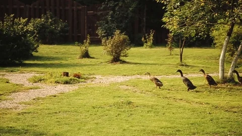 A group of geese running on the grass. Vídeos de archivo 98745164