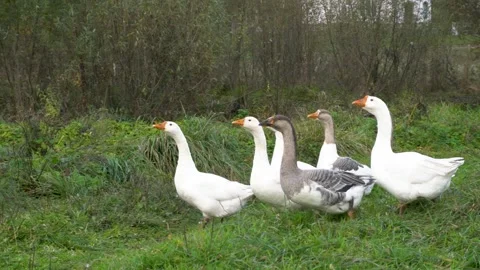 A group of geese standing in green grass with a forest backdrop Stock Footage 339590055