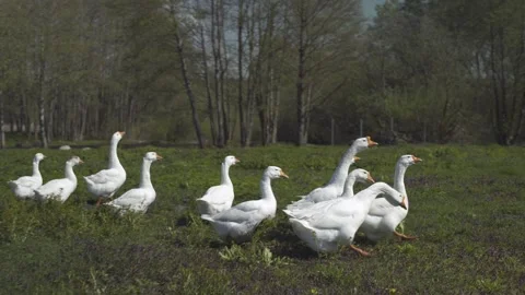 Group of geese walking on grass field near pond and woods. Poultry Video stock 240562196
