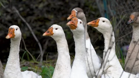 Group of geese with white and gray plumage standing on green grass Stock Footage 339583299