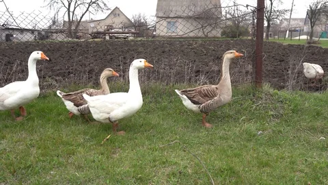 Group of geeses are walking in the range Stock Footage 128958851