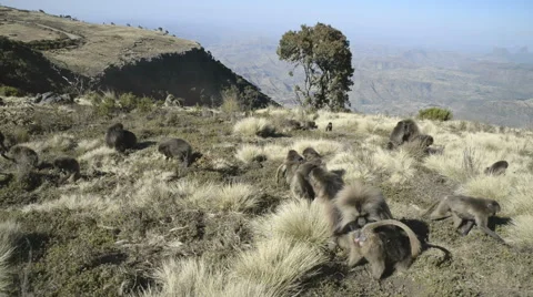 Group of the Gelada baboon (Theropithecus gelada),Simien Mountains National Park Stock Footage 63913385