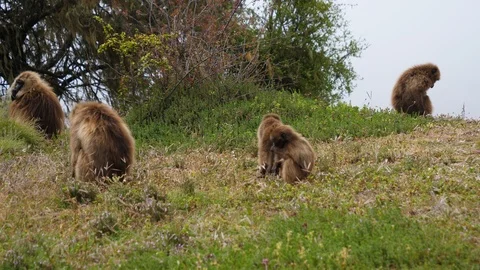 Group of gelada baboons searching something to eat in the grass. Steady Video stock 120789560
