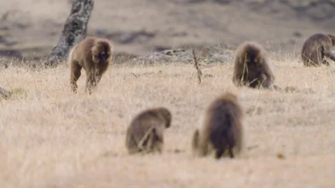 A Group Of Gelada Monkeys Grazing Grass In Simien Mountains National Park In Stock-Footage 315427839