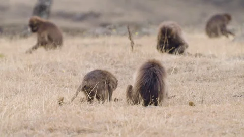 Group Of Gelada Monkeys In Simien Mountains National Park In Ethiopia - Wide Video stock 315429192