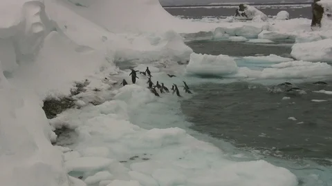 Group of Gentoo Penguin that go out of the water to the beach covered with ice Video stock 99507860