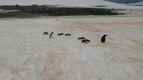 Group of gentoo penguins resting on red "watermelon snow" in Antarctica 库存影片 335292060