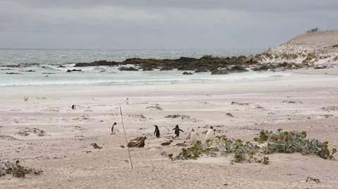 A group of Gentoo penguins walking on the beach. Stock Footage 58237653