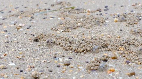 Group of Ghost crabs digging sand balls Stock Footage 58443854