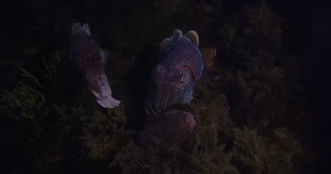Group Of Giant Cuttlefish, Aggregation, Australia Stock Footage 316472973
