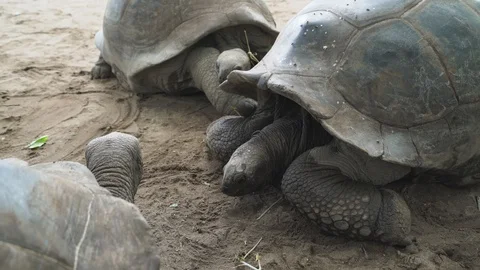 Group of giant tortoises 動画素材 129404615