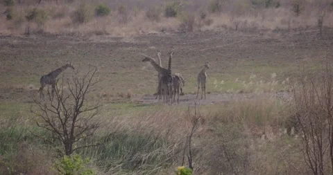 A group of giraffe Vídeos de archivo 168323432