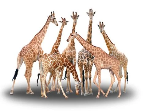 Group of giraffe isolated Stock Photos