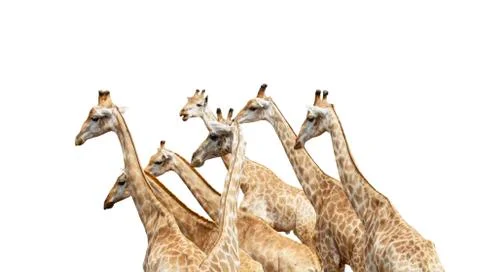 Group of giraffe isolated on white background Stock Photos