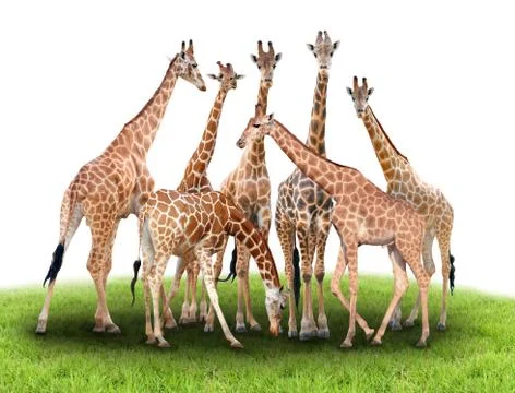 Group of giraffe Stock Photos