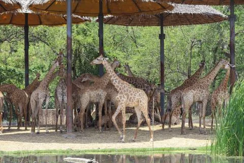 A group of Giraffe Stock Photos