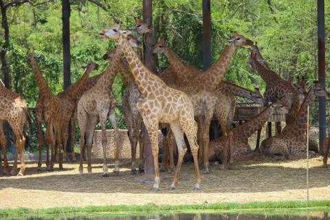 A group of Giraffe Stock Photos