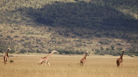 Group of giraffe standing and one walking behind them in landscape of africa. Vídeo Stock 112191671