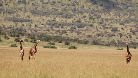 Group of giraffe standing and waving their tails  in the landscape of Stock Footage 112183877