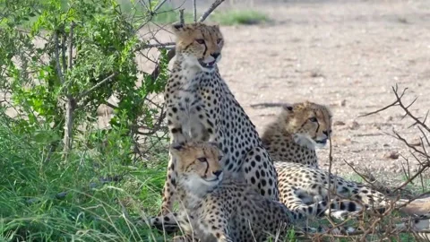 A group of giraffe standing next to a cat Stock Footage 155355186