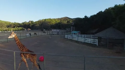 A group of giraffe standing next to a fence Video stock 155355525