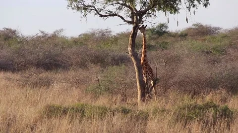A group of giraffe standing on top of a dry grass field Stock Footage 155404219